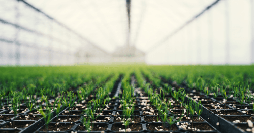 Fertilizers – food for your plants.